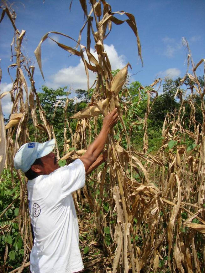 Fases fenológicas del cultivo de maíz en las 4 regiones del país Norte Parcela de milpa ubicada municipio de Chisec Alta, Alta Verapaz.