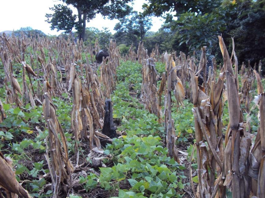 Oriente En la foto de la izquierda se observa una parcela de milpa, en la cual se estableció un asocio de cultivos, se siembra maíz y frijol de relevo.