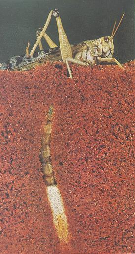 piceifrons Tropidacris cristata var.