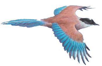 RABILARGO Cyanopica cyanus Cuerpo de color pálido con alas y cola azules y cabeza negra. Pertenece a la familia de los córvidos.