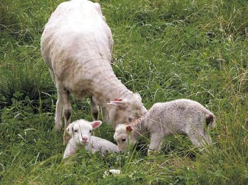 La práctica australiana de alimentar las ovejas por períodos cortos con grano de lupino para aumentar la tasa ovulatoria es una práctica sencilla por la cual se provee al animal con un alimento alto