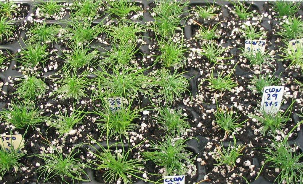 Figura 12.- Plantas aclimatadas de Pinus radiata procedentes de material adulto seleccionado y regenerado mediante organogénesis de yemas (A).