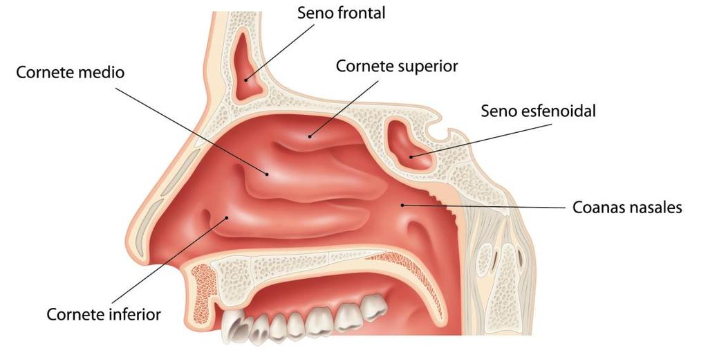 Las fosas nasales Cuando inspiramos en aire entra en las fosas nasales. Los pelos de la nariz (vibrisas) y el moco retienen partículas para que no pasen más adentro.