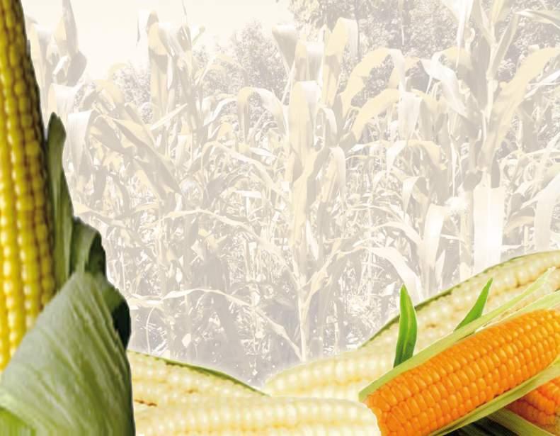 La hoja de balance de abastecimiento y utilización de maíz, permite establecer