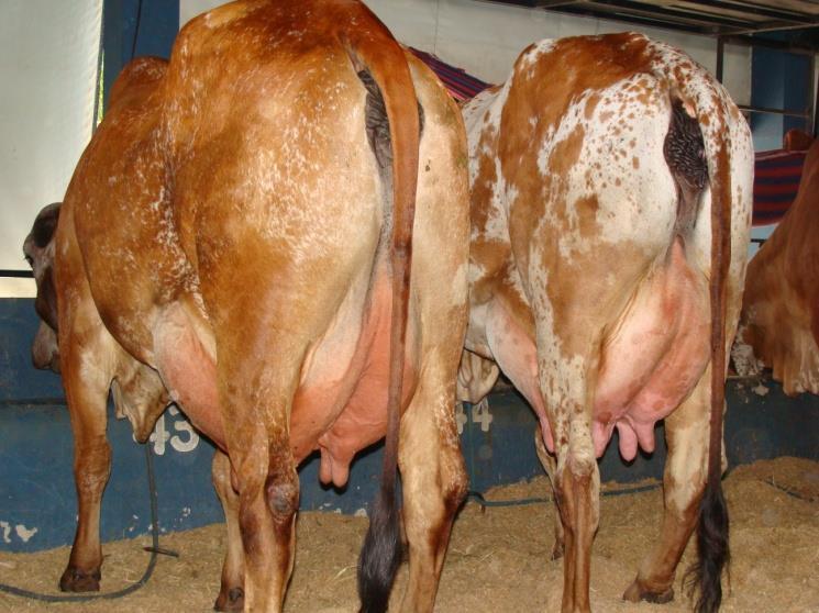 Vacas Evaluadas 300 COLOCACIÓN DE PEZONES TRASEROS CUNDINAMARCA 250 200 Ẋ = 6,7 241 238 222 150 109 100 50 37