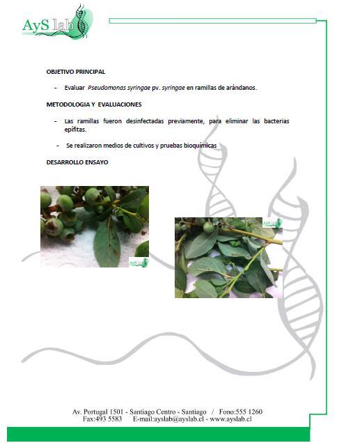 Anexo 4. Informe fitopatológico para identificación de Pseudomona syringae pv.
