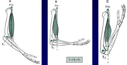 Variación del brazo de palanca con la postura La magnitud del brazo