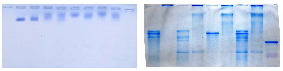 Desglicosilación química, gel nativo de agarosa al 1,5% (Izquierda), donde se aprecian cambios en la migración de las proteínas desglicosiladas.