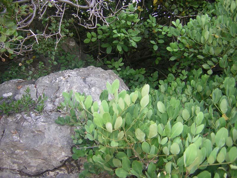 En la resolana del morro de Cabrera no es raro encontrar algarrobos (Ceratonia siliqua) por las lindes.