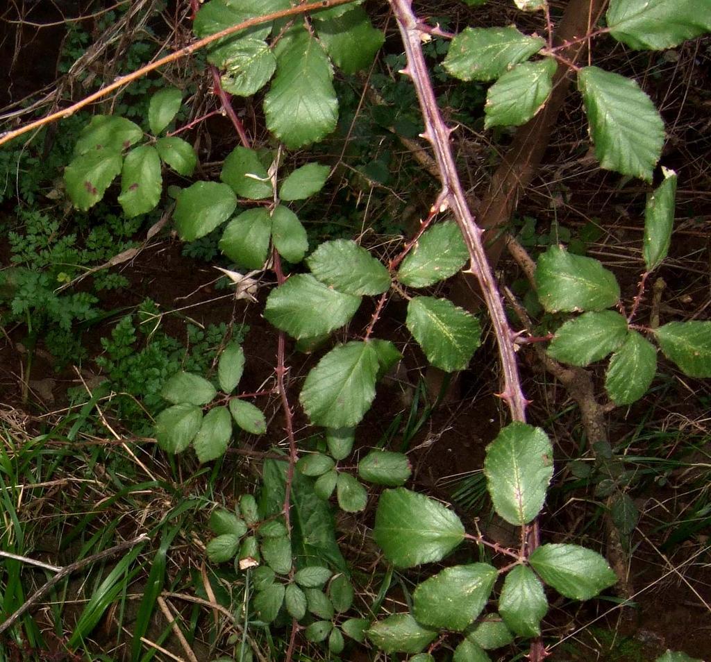 Rubus ulmifolius (zarza, zarzamora), siempre presente en los terrenos encharcados.