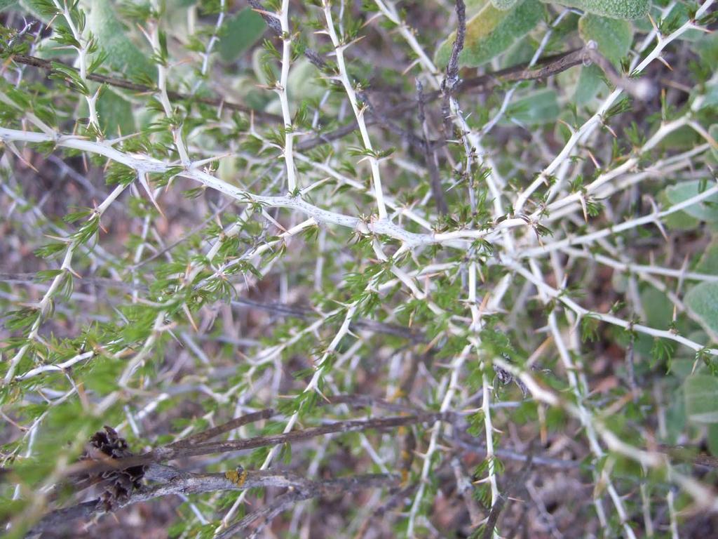 Asparagus albus (Esparraguera