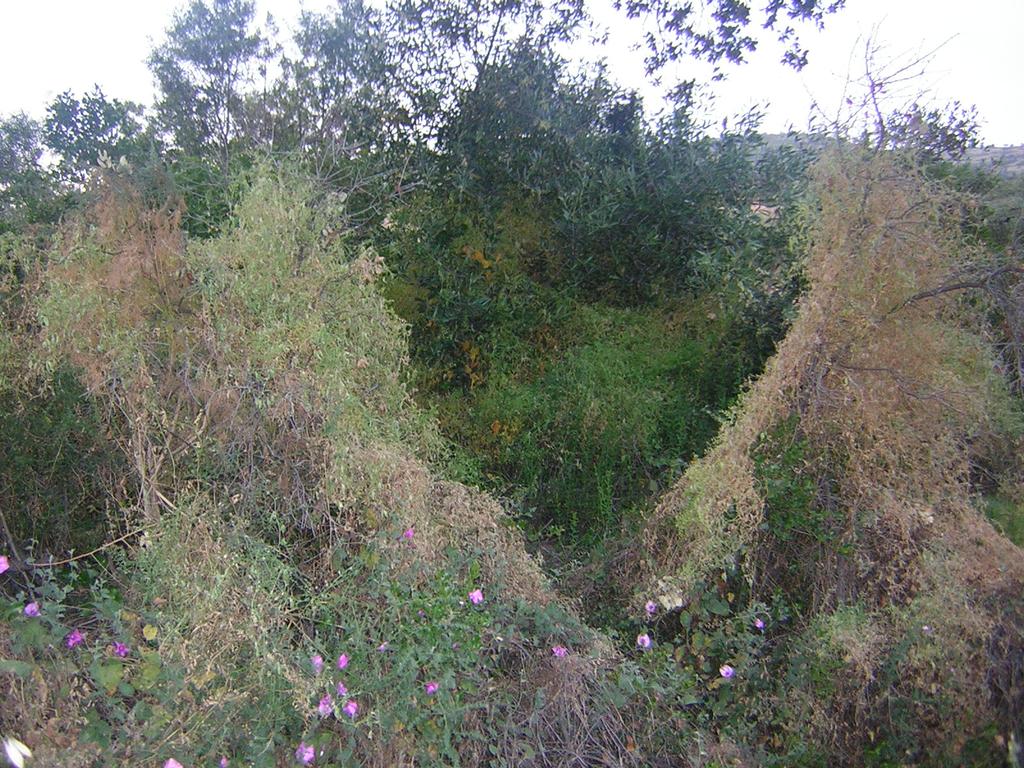 Aunque herbácea anual, Vicia vicioides (colores pardos) alcanza alturas sorprendentes en Salguero.