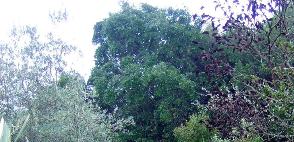 Rodal de coscojas (Quercus coccifera) encaramándose por encima de los olivos (Olea europaea, de aceitunas mucho mayores que