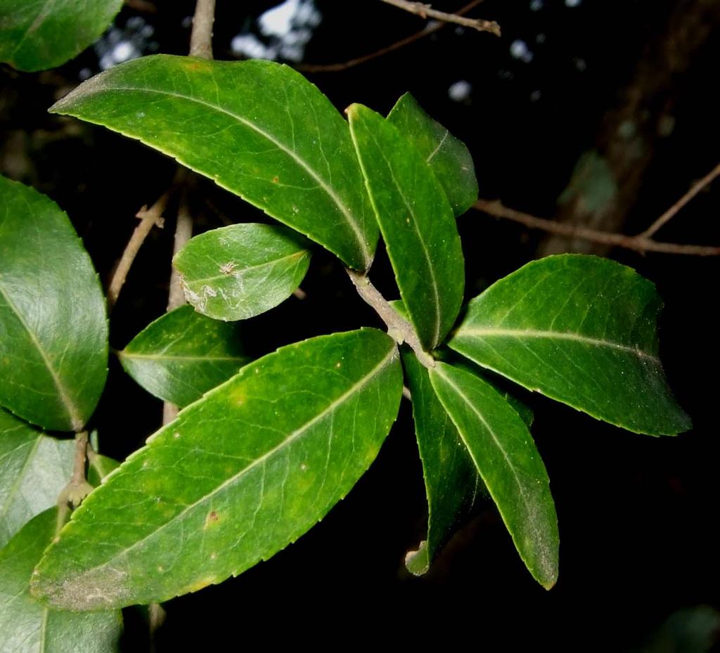 Las hojas opuestas a pares del agracejo (Phillyrea latifolia,