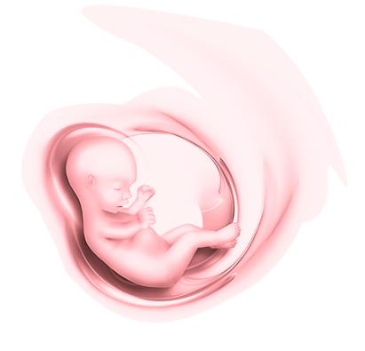 La Placenta Simposio 2017 Alteraciones de la Placentación Un Órgano Vivo Preeclampsia - RCIU - Obito fetal - Mala adherencia placentaria Cronograma de