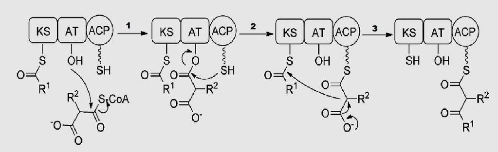 CAPÍTULO I Figura 1.1 Esquema de la biosíntesis de un policétido.