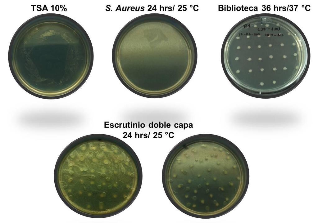 CAPÍTULO II Figura 2.7 Imágenes del escrutinio de la biblioteca metagenómica del acuífero de Yucatán contra la bacteria patógena S. aureus por el método de la doble capa.