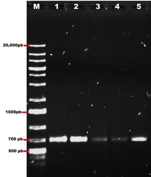 CAPÍTULO III A las 20 clonas, se les extrajo el ADN plasmídico y antes de enviar a secuenciar se verificó que contuvieran el fragmento de 700 pb, mediante una PCR con los oligonucleótidos degenerados