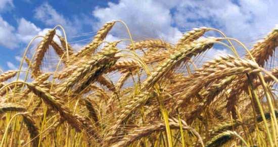 PRODUCCIÓN AGRÍCOLA ESPAÑOLA a) Los cereales (consumo humano y, de manera creciente, alimentación del ganado y elaboración de