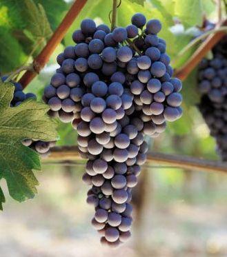 PRODUCCIÓN AGRÍCOLA ESPAÑOLA c) La vid (vino) cultivo de secano