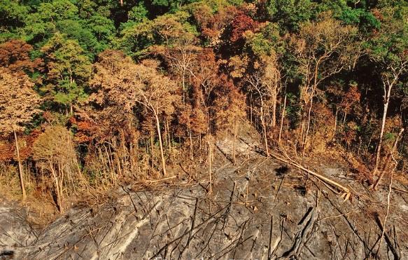 9% de los panameños considera que aquellas personas que provocan deforestación deben ser castigados Deben ser castigados 9 No deben ser castigados Deben ser castigados No deben ser