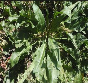 Anagalis arvensis Primulaceae CL