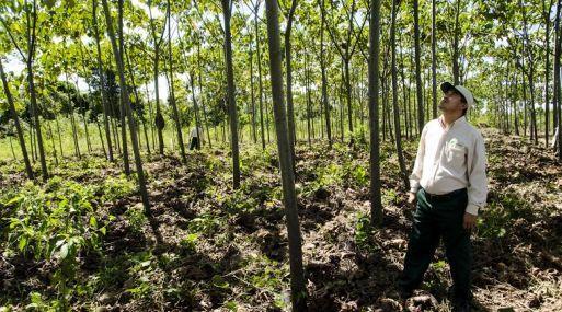 Para incrementar y mejorar las cifras actuales, se pondrá en marcha un programa masivo de forestación y reforestación que consistirá en: Realizar