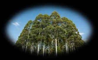 Hectáreas registradas Hectáreas formalizadas de plantaciones forestales 2 Millones Hectáreas registradas 667