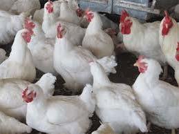 Influenza Aviar en Francia Situación Actual Organización Mundial de Sanidad Animal: