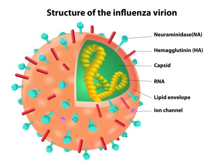 Etiología Influenza Aviar Virus influenza Tipo A Familia Orthomyxoviridae Género Influenzavirus Se clasifican