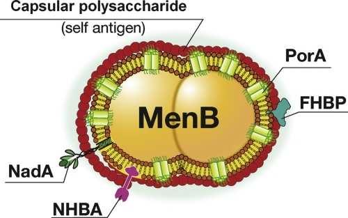 Vacuna multiantigénica nica de cuatro componentes (4CMenB( 4CMenB) N NHBA GNA1030 C Class 5 Class 4 rmenb + PME N