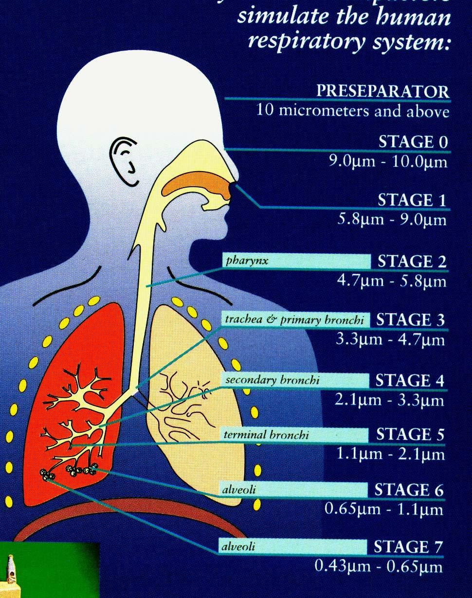 El sistema respiratorio y la contaminación n del aire Principal afectado es el Sistema Respiratorio (también efectos en otras partes) Los pelos y las condiciones calientes y húmedas de la nariz