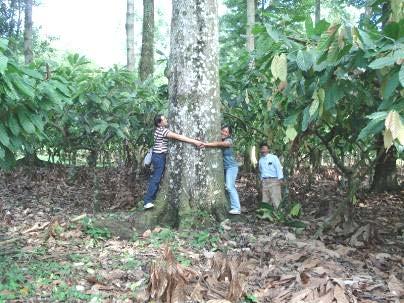El laurel negro, con un promedio de 2.6 m 3 /árbol, puede generar unos US$ 50 mil/ha a los 20 años en las condiciones edafoclimáticas del litoral atlántico de Honduras.