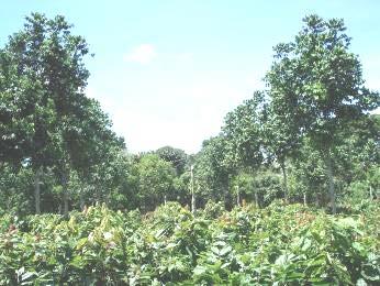 Raleo del 50% de los árboles de marapolán a los 12 años de haberse establecido dentro de una plantación adulta de cacao.