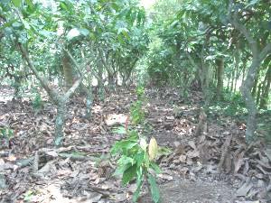 Búsqueda de materiales con potencial de calidad para la producción de cacao fino con destino a mercados específicos.