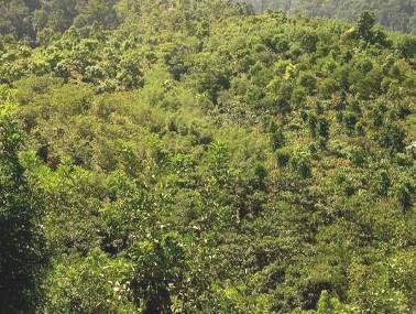 Comportamiento del cacao (Theobroma cacao) bajo cinco especies forestales maderables no tradicionales como sombra permanente en la zona atlántica de Honduras.