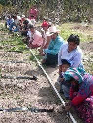 Cuadro 1. Municipios, número de comunidades y productores participantes en el Proyecto USAID-RED/FINTRAC- Programa de Cacao y Agroforestería, 2007. No. Municipios No.