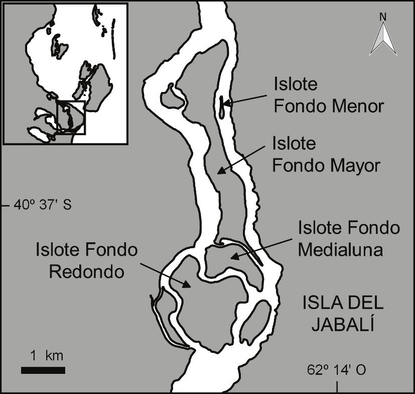 32 SUÁREZ ET AL. Hornero 29(1) (40 27 S, 62 24 O; Fig. 1). En este sitio se observaron unos pocos nidos de Gaviotín Pico Grueso (Gelochelidon nilotica) durante 2007 y 2008.