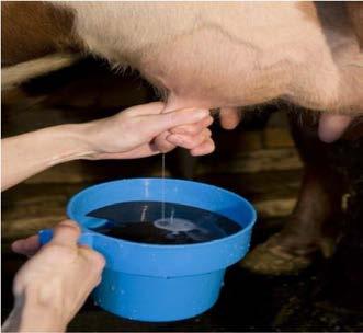 2. Despunte: Ordeñe 2 o 3 chorros de leche de cada cuarto dentro de un recipiente de fondo oscuro.