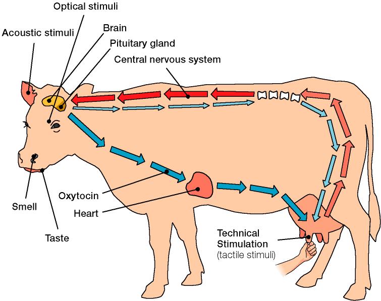 Fisiología de la glándula mamaria Bajada de la leche Optical stimuli Estimulación Hormonas Acoustic stimuli Brain Pituitary gland Central
