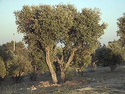 datilera Quercus