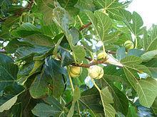 Quercus ilex subsp.