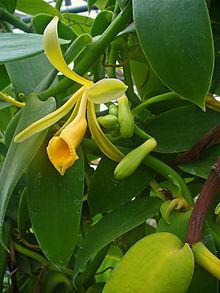hypogaea, cacahuete Brassica nigra,
