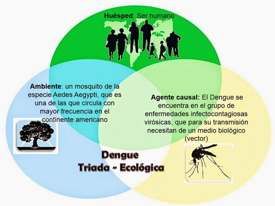 C. Períodos de la Historia natural de la enfermedad 1.