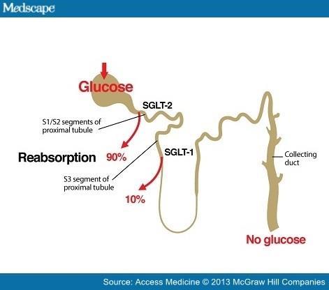Empagliflozina Actúa como inhibidor del co-transportador sodioglucosa tipo 2 (SGLT2), evitando la reabsorción de glucosa a través del