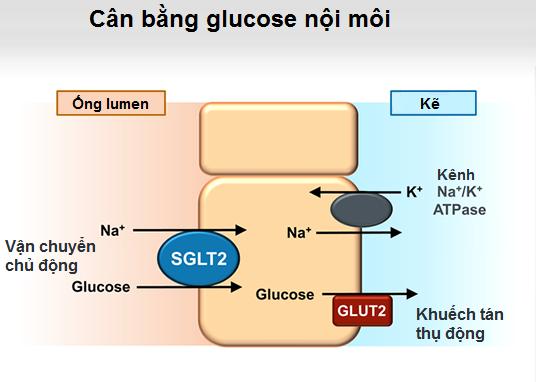 Effects of Sodium-Glucose Cotransporter 2 Inhibitors for the Treatment of PatientsWith Heart
