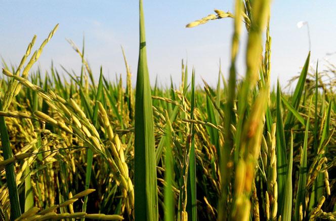 1.3 Situación Nacional De acuerdo al último Censo Agropecuario y Forestal (2007), el arroz en Chile lo cultivan alrededor de 1.