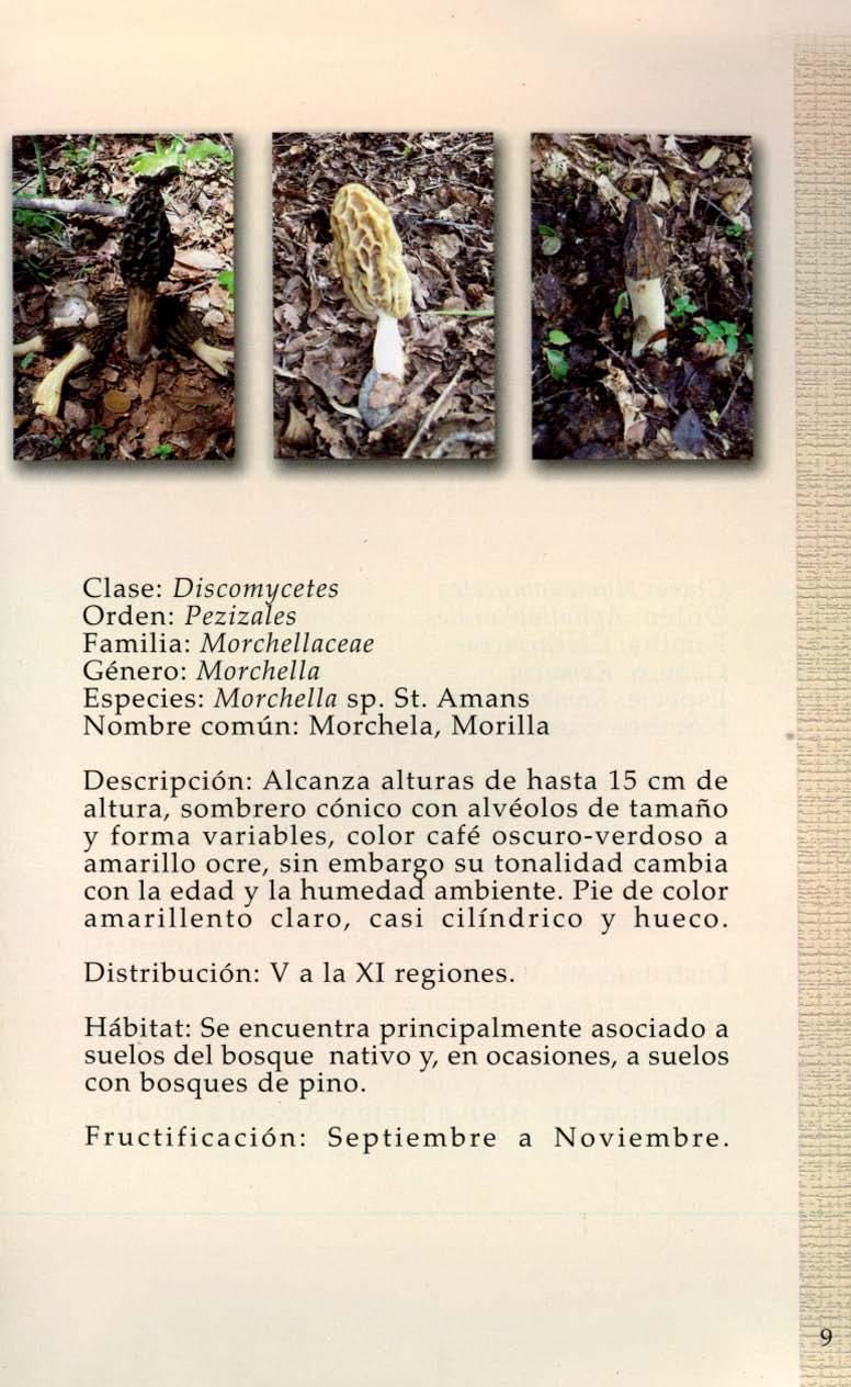 Clase: Discomycetes Orden: Pezizales Familia: Morchellaceae Género: Morchella Especies: Morchella sp.