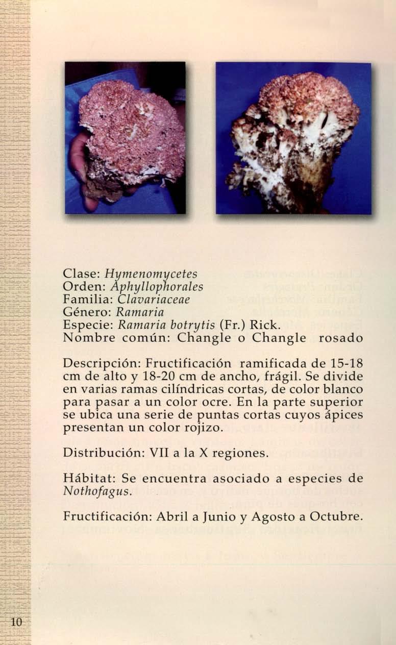 Clase: HYlIlenomycetes Orden: Aphyllophorales Familia: Clavariaceae Género: Ramaria Especie: Ramaria botrytis (Fr.) Rick.
