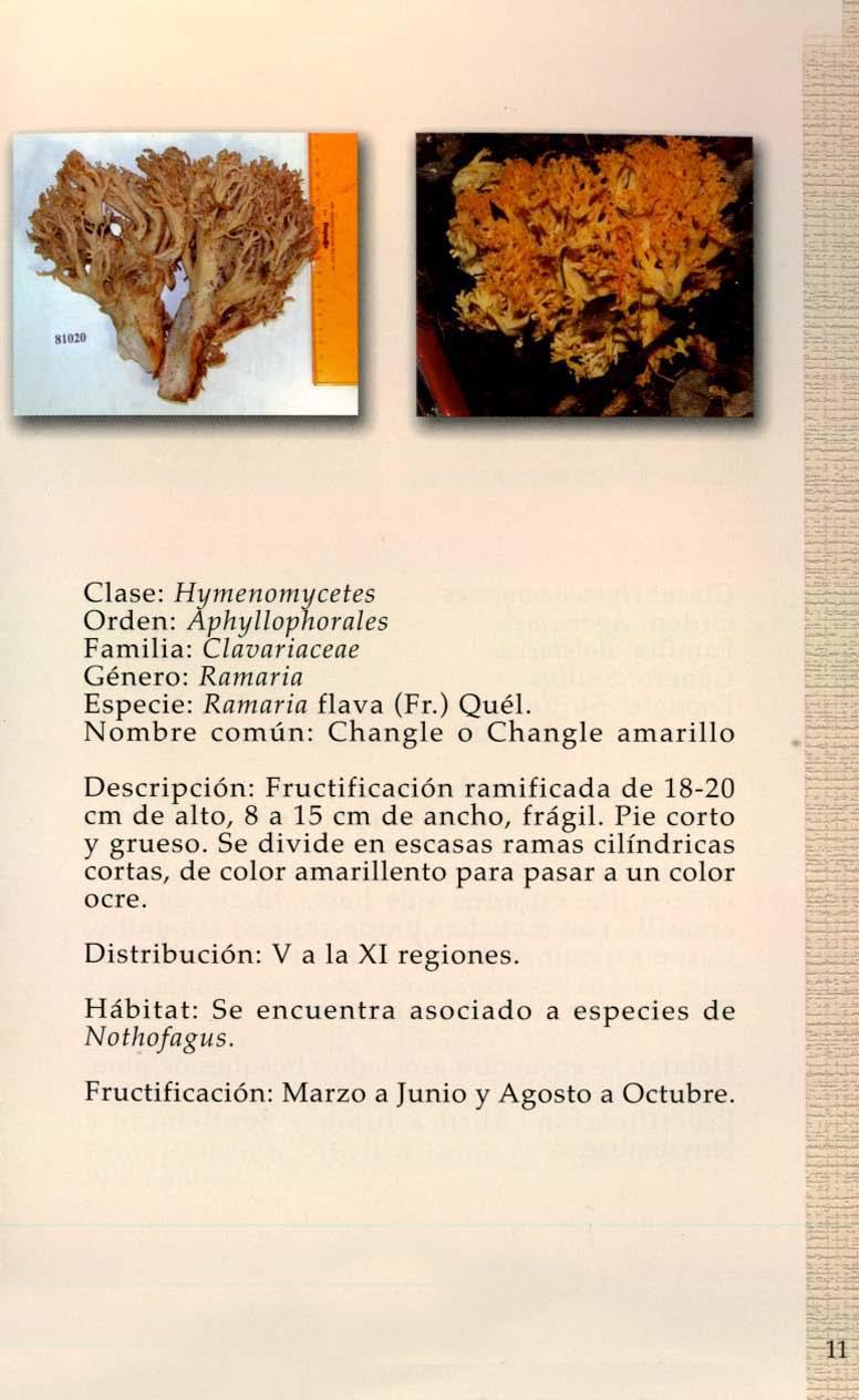 Clase: Hymenomycetes Orden: AphyllopllOrales Familia: Clavariaceae Género: Ramaria Especie: Ramaria flava (Fr.) Qué!